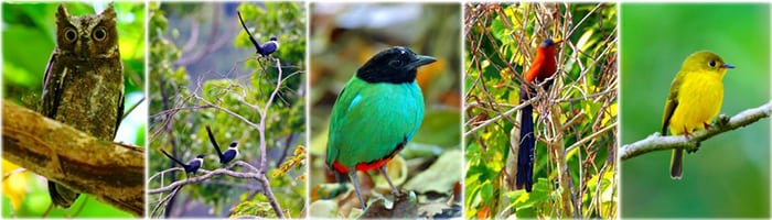 Tangkoko Birding