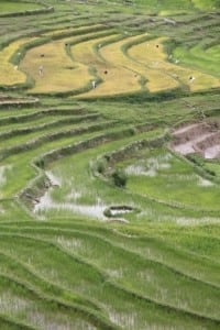 Rice Fields of Mamasa