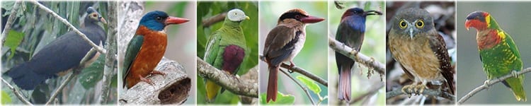 Sulawesi Bird Watching