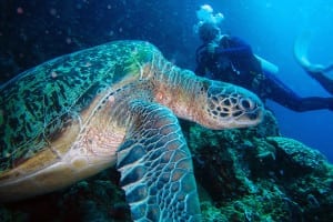 Sulawesi Diving for Turtle