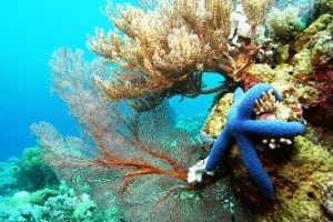 Sulawesi Diving in Takabonerate