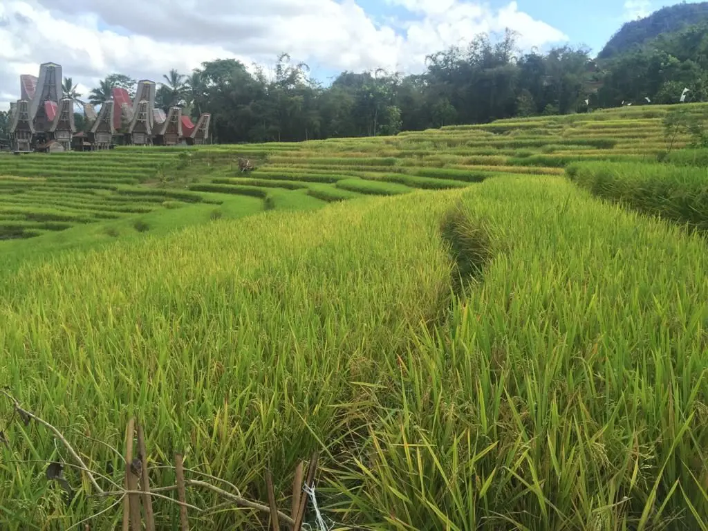 Rice Fields Teraces